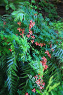 Tropaeolum speciosum Poepp. & Endl. resmi