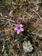 Image of longbeak stork's bill