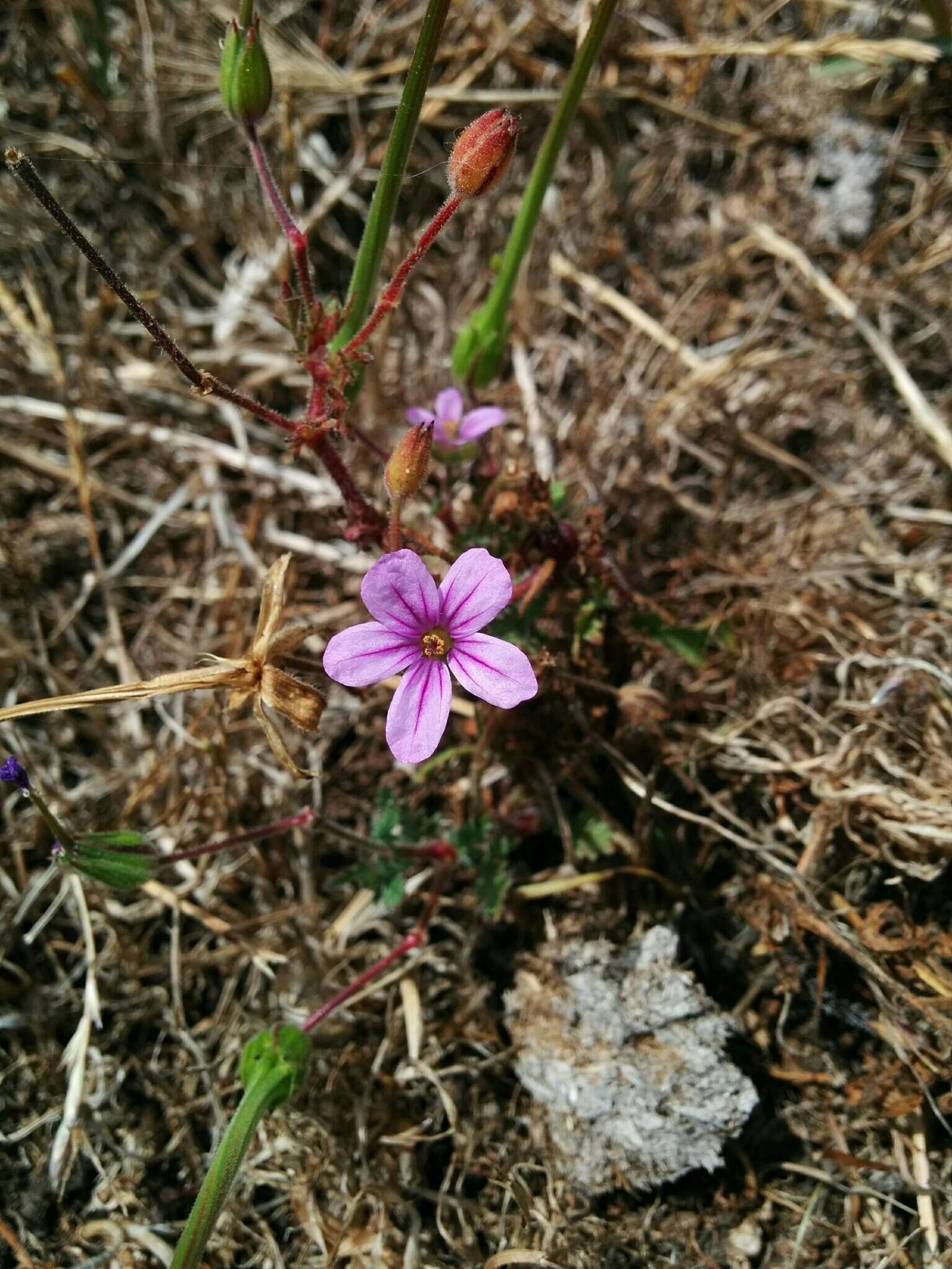 Image of longbeak stork's bill