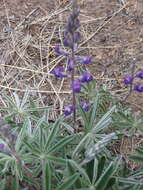 Imagem de Lupinus argenteus var. argenteus