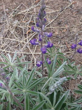 Image of silvery lupine