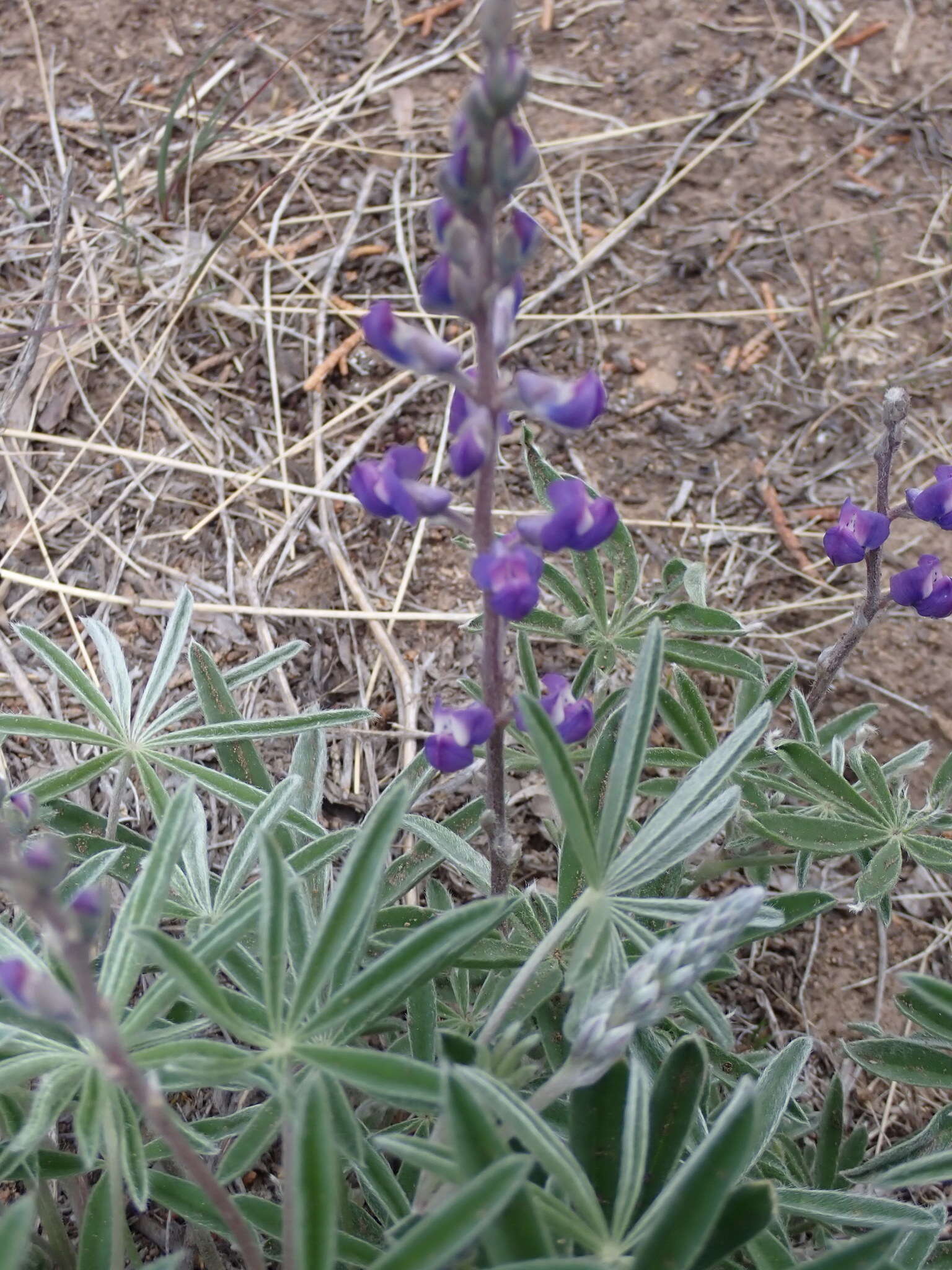 Слика од Lupinus argenteus var. argenteus