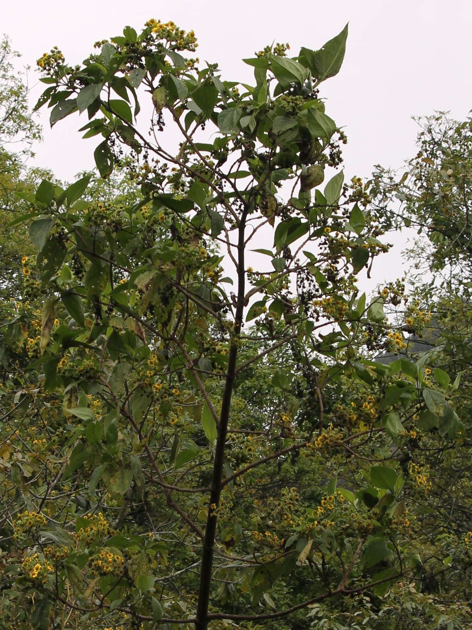 Image of Smallanthus pyramidalis (Triana) H. Rob.