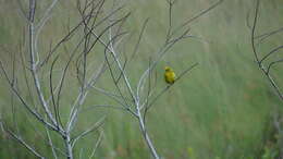 Image of Stripe-tailed Yellow Finch