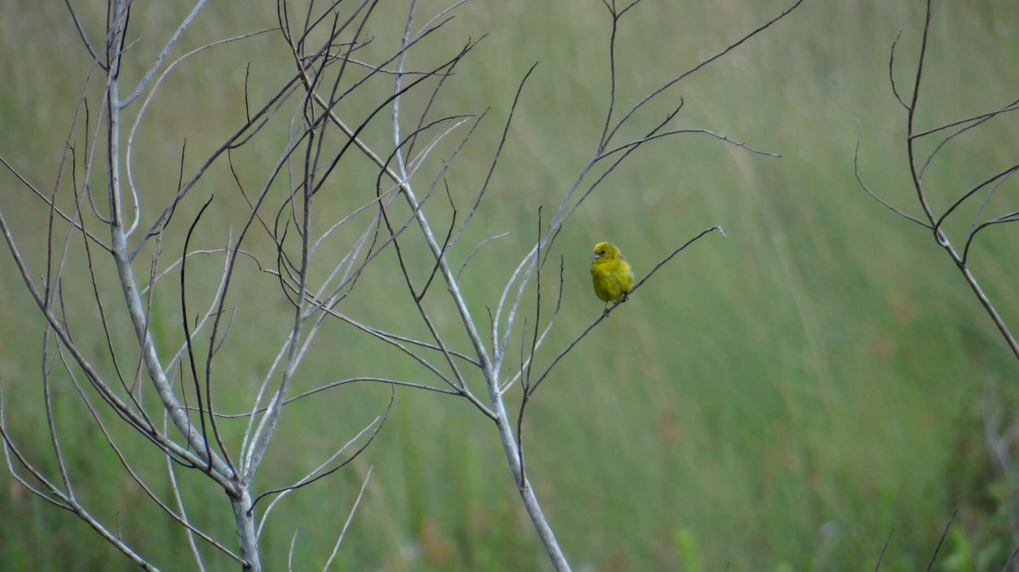 Image of Stripe-tailed Yellow Finch