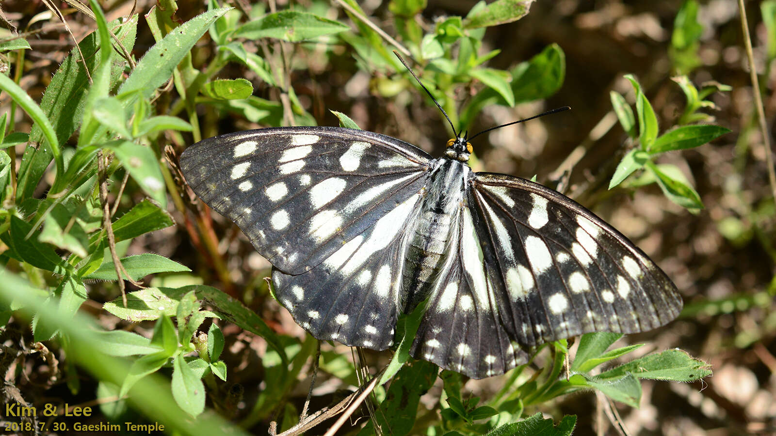 Plancia ëd Hestina persimilis Westwood (1850)