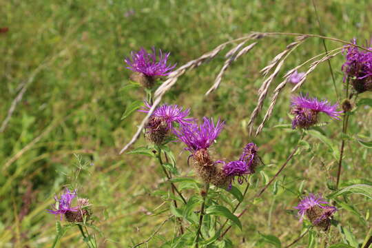 Image of Centaurea phrygia subsp. pseudophrygia (C. A. Mey.) Gugl.