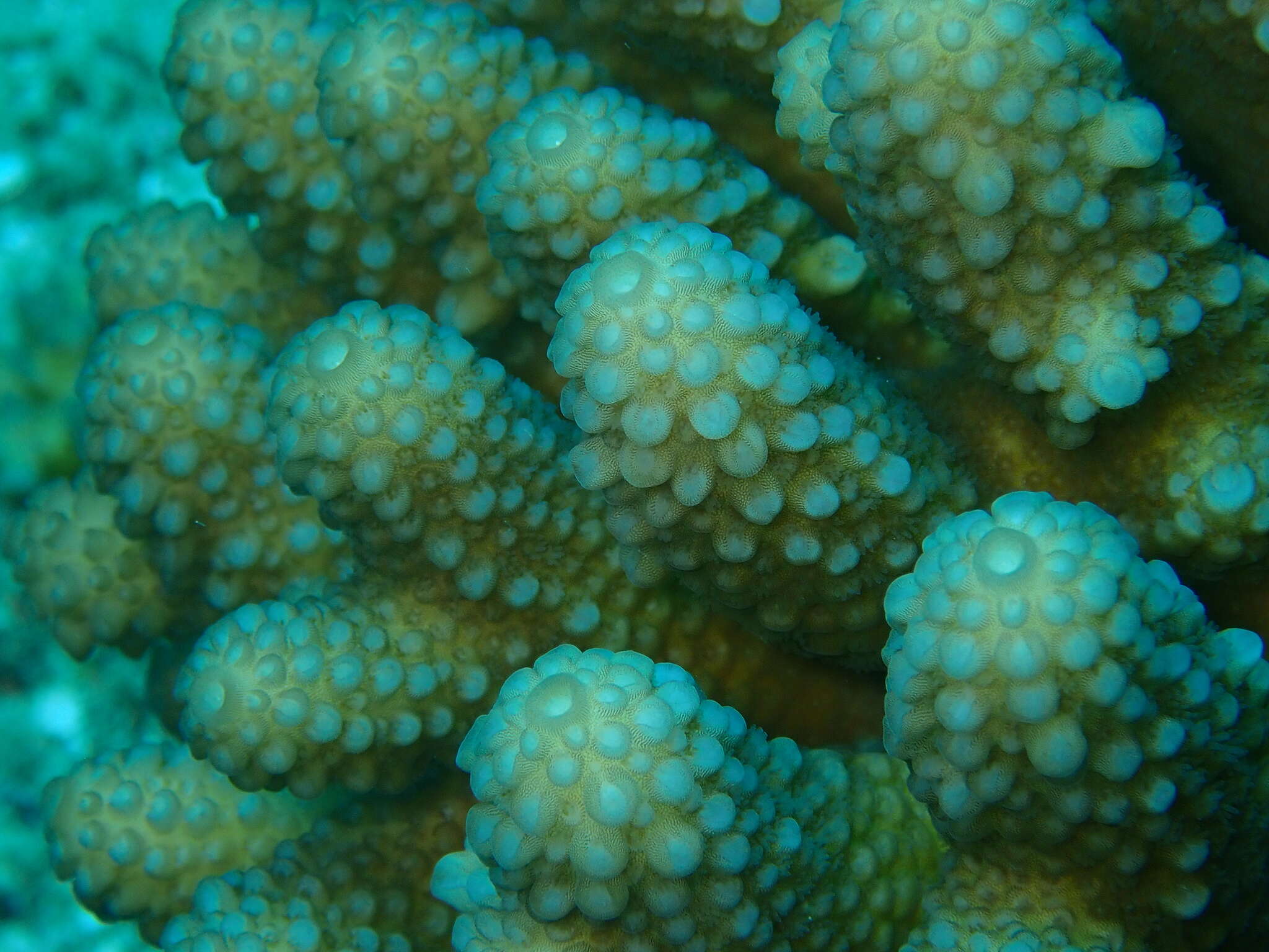 Image of Staghorn coral