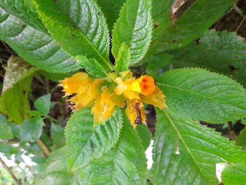 Image of Chrysothemis friedrichsthaliana (Hanst.) H. E. Moore