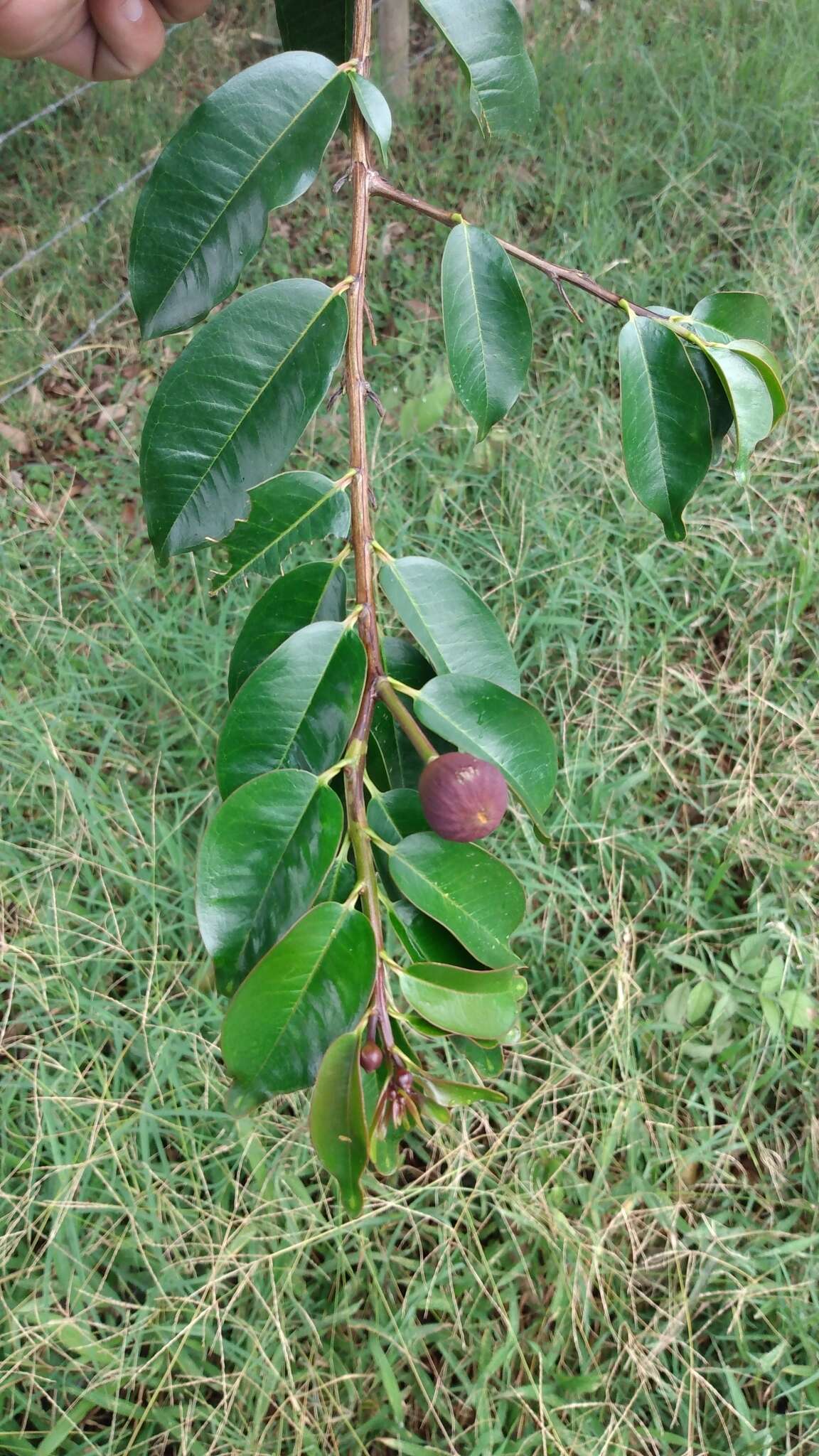 Image of Lafoensia acuminata (Ruiz & Pav.) DC.