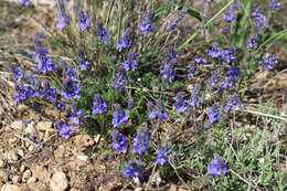 Image of Veronica capsellicarpa Dubovik