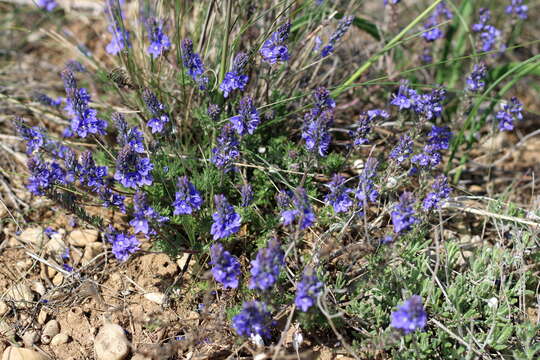 صورة Veronica capsellicarpa Dubovik