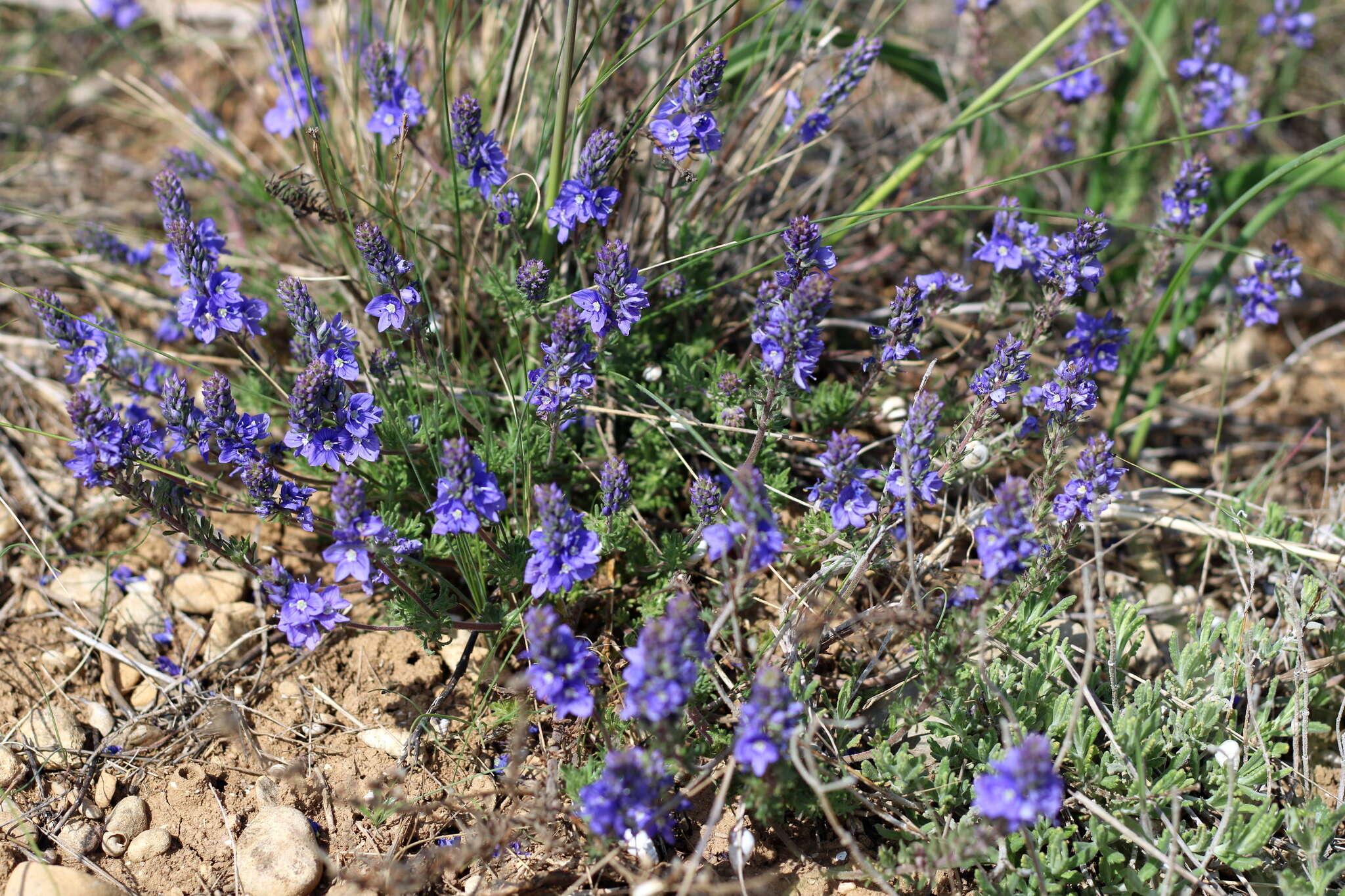 Image of Veronica capsellicarpa Dubovik