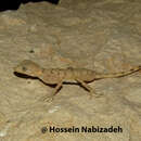 Image of Farsian Spider Gecko