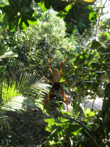 Imagem de Nephila tetragnathoides (Walckenaer 1841)