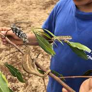 Image de Caméléon à deux bandes