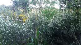 Image of white spanishbroom