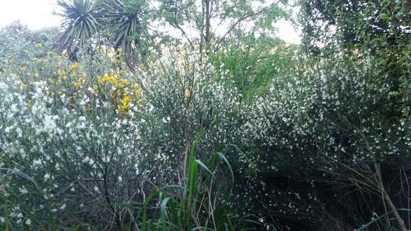 Image de Cytisus multiflorus (L'Her.) Sweet