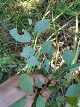 Salix starkeana Willd. resmi