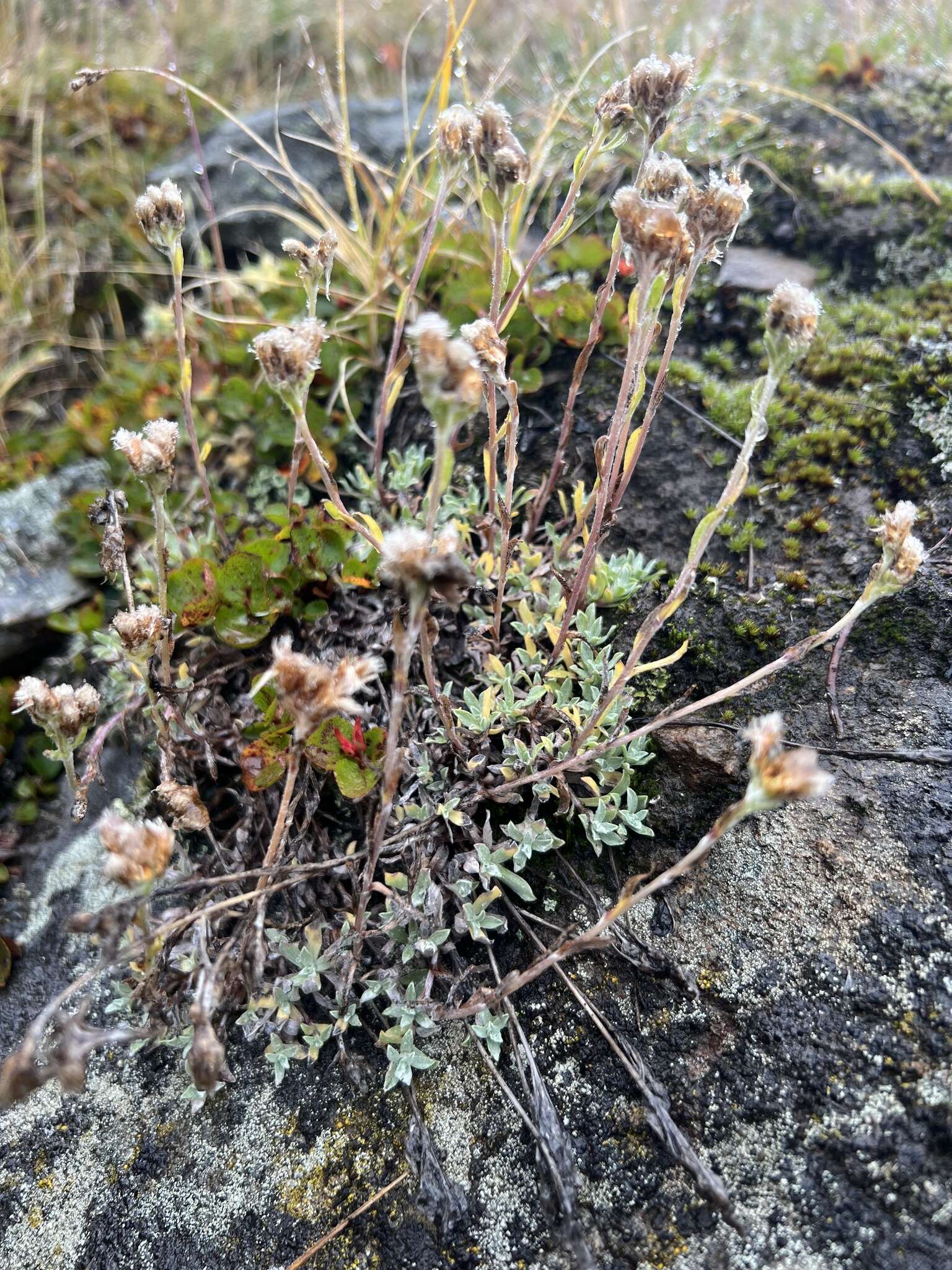 Image of alpine pussytoes