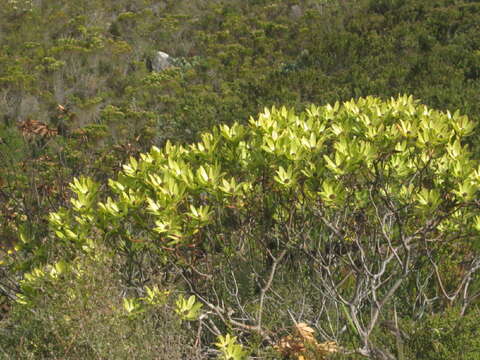 Image of Leucadendron gandogeri Schinz ex Gand.