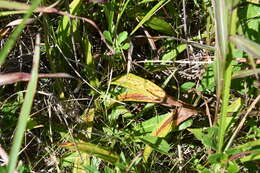 Image of Carex siderosticta Hance