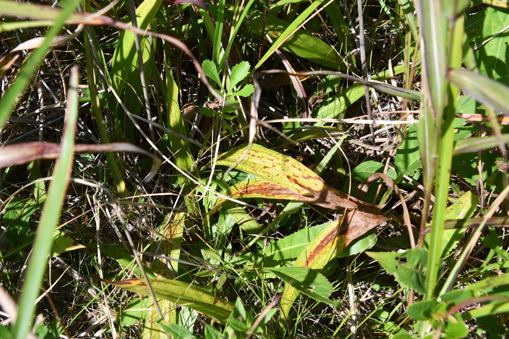 Carex siderosticta Hance resmi