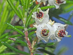 Image of Blunt Heath