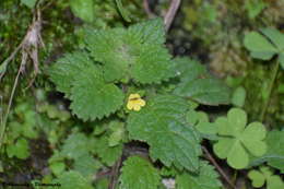 Image of Lindenbergia muraria (Roxb. ex D. Don) Brühl