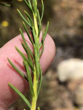 Image of Microdon dubius (L.) O. M. Hilliard