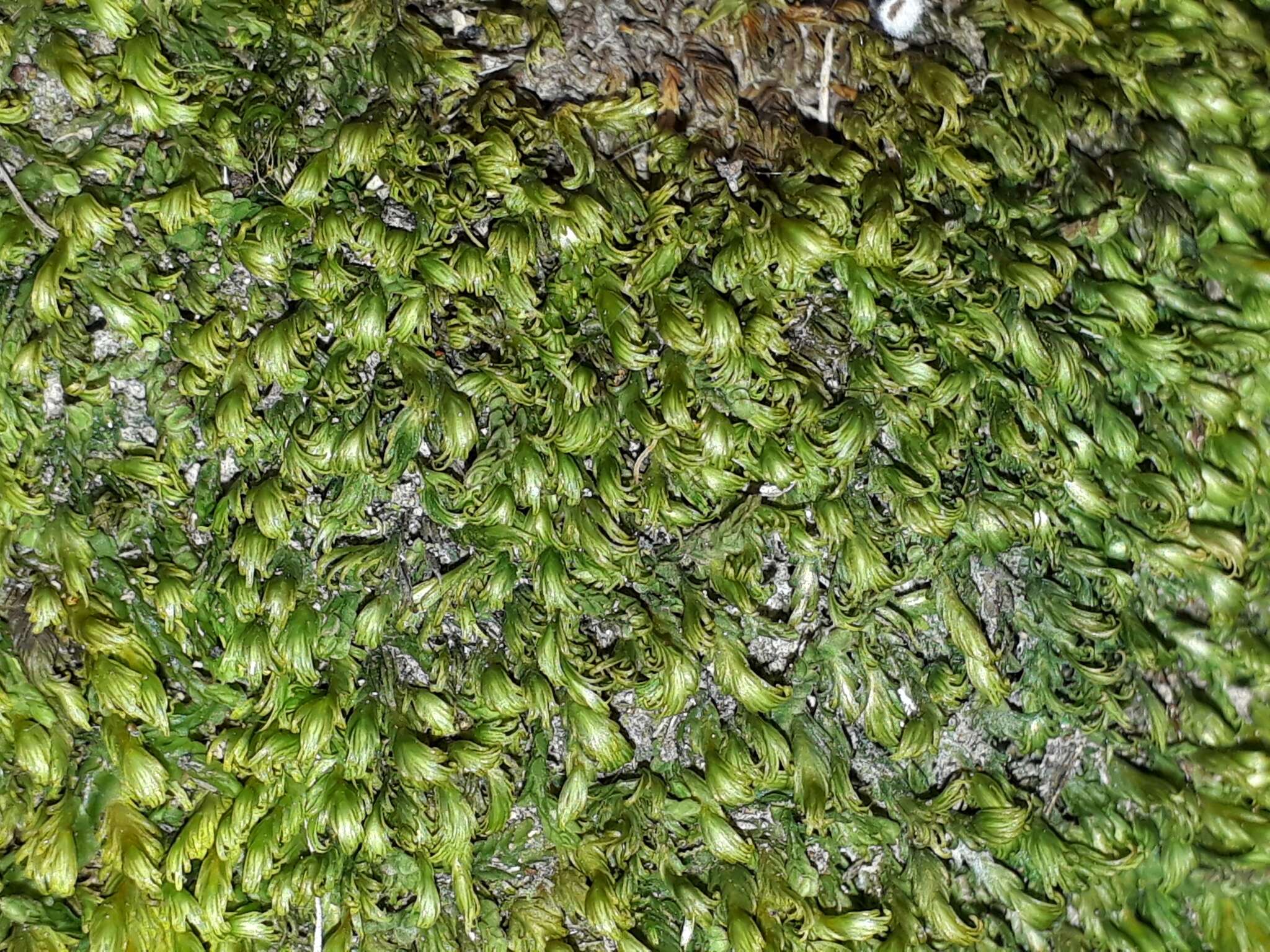 Image of asplenium fissidens moss