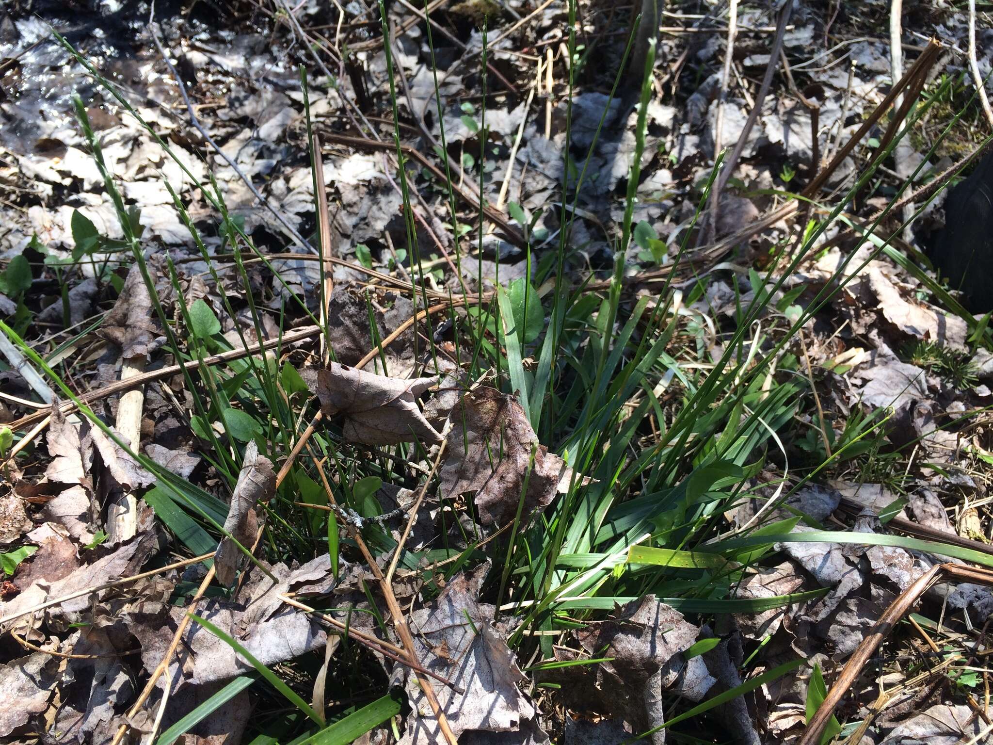 Image of roughleaf ricegrass