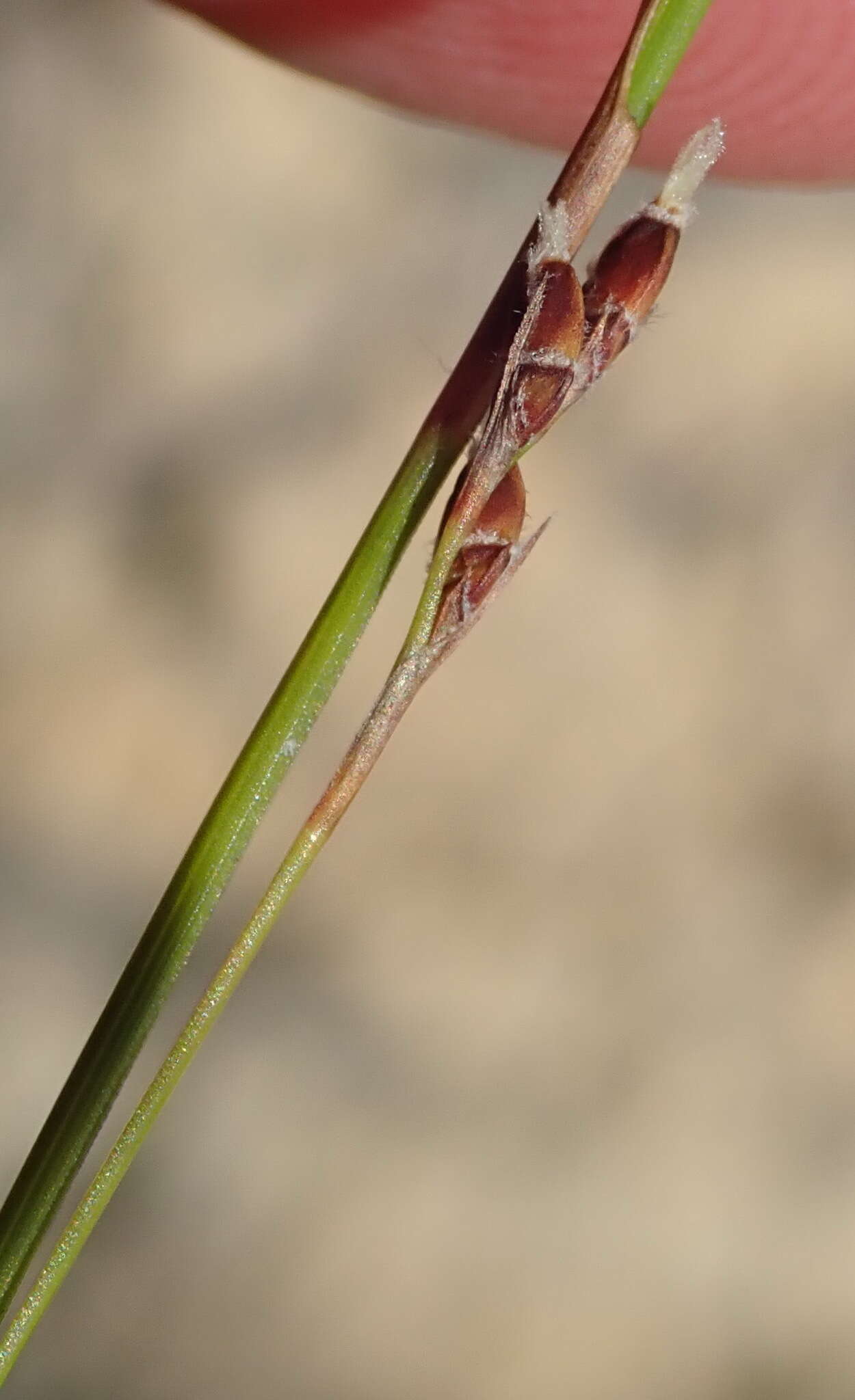 Sivun Tetraria fimbriolata (Nees) C. B. Clarke kuva