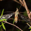 Image of Leptotarsus (Macromastix) lunatus (Hutton 1900)