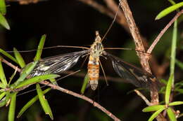 Image of Leptotarsus (Macromastix) lunatus (Hutton 1900)