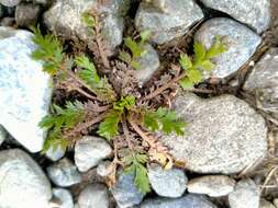 Image of Lepidium tenuicaule Kirk