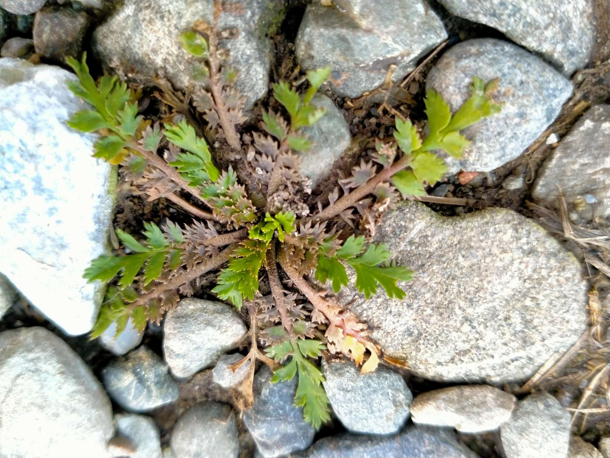 Imagem de Lepidium tenuicaule Kirk