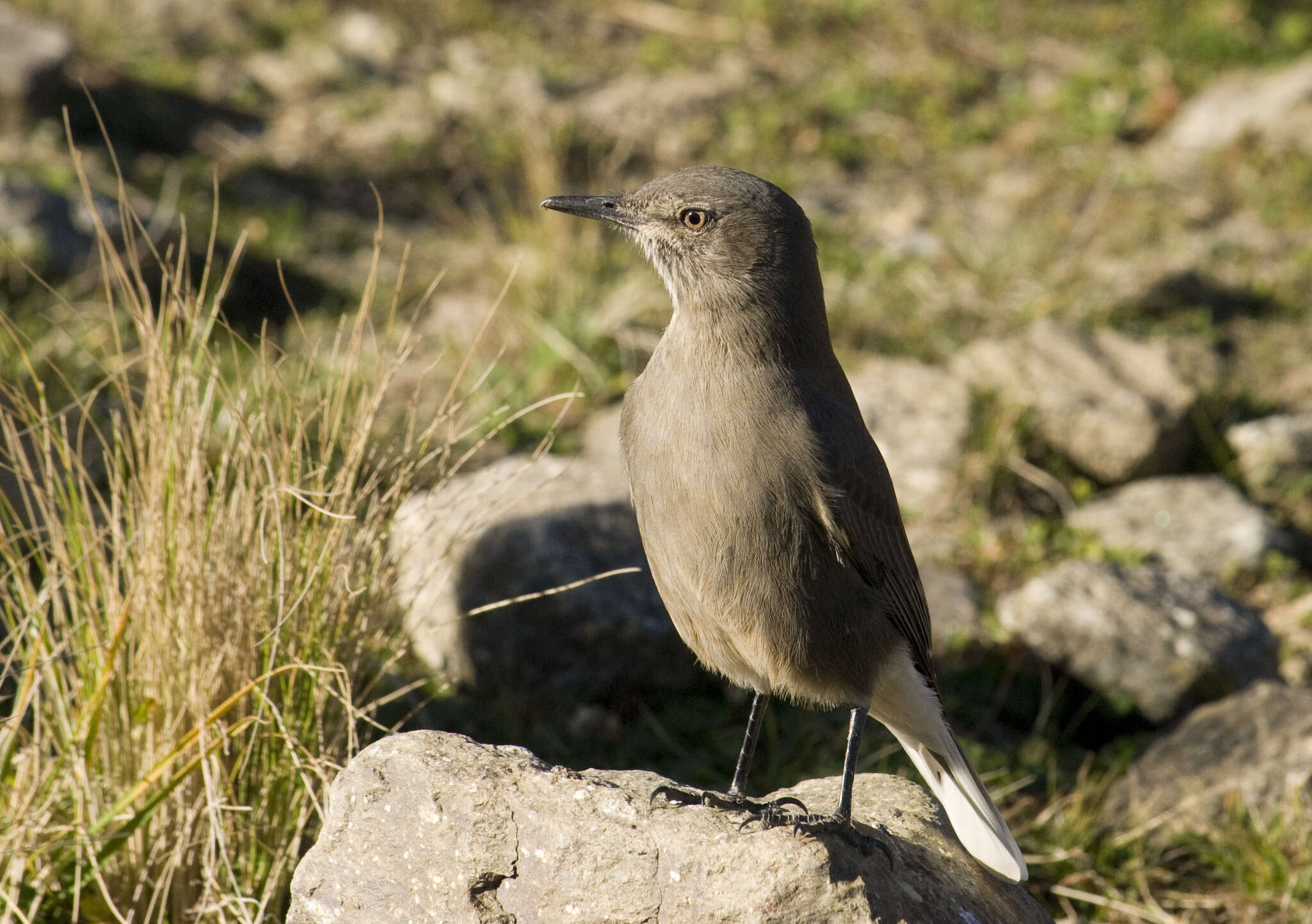 Image of Black-billed Shrike-Tyrant