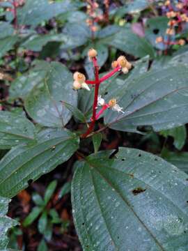 Image of Miconia ceramicarpa (DC.) Cogn.