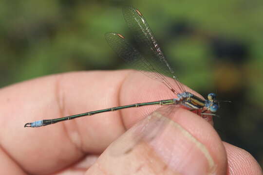 Image of Common Spreadwing