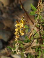 صورة Crotalaria pallida Aiton