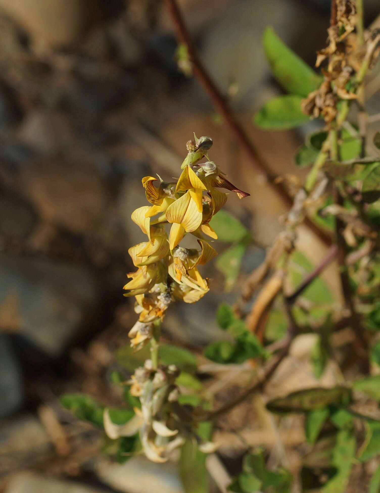 صورة Crotalaria pallida Aiton