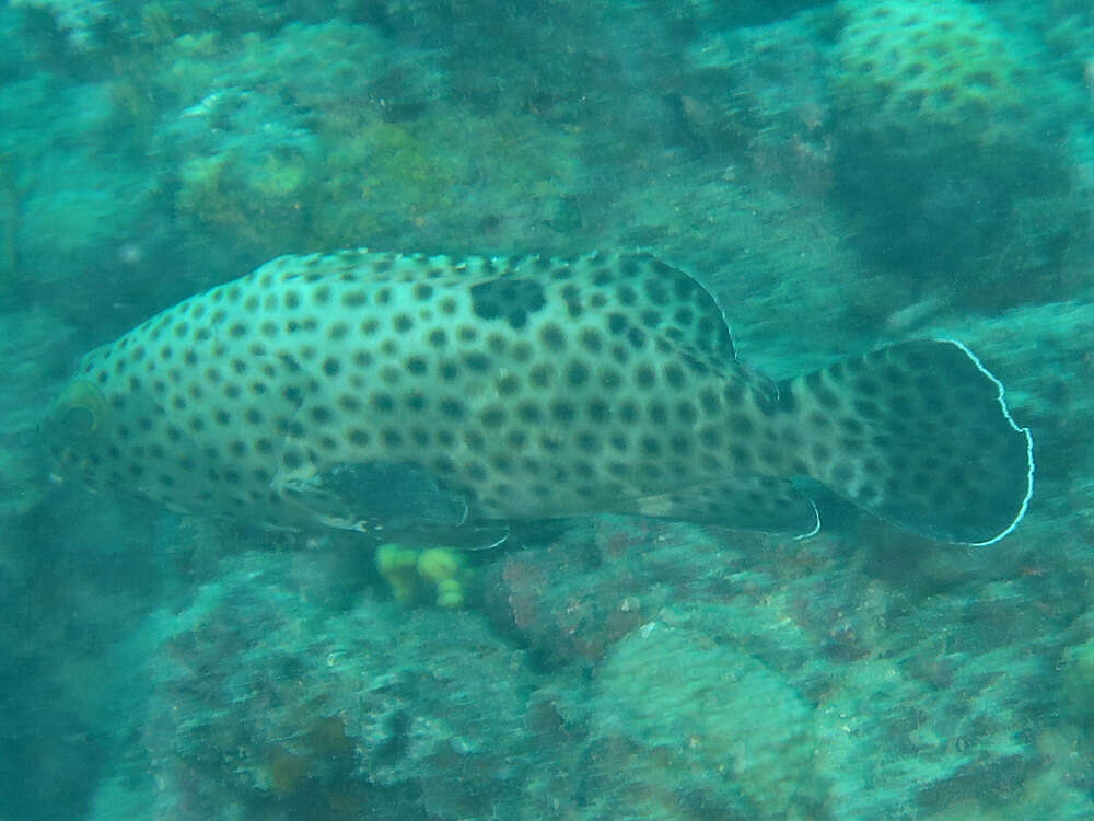 Image of Blacksaddle grouper