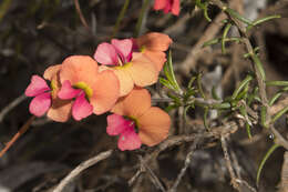 Image of Chorizema aciculare (DC.) A. W. Hill