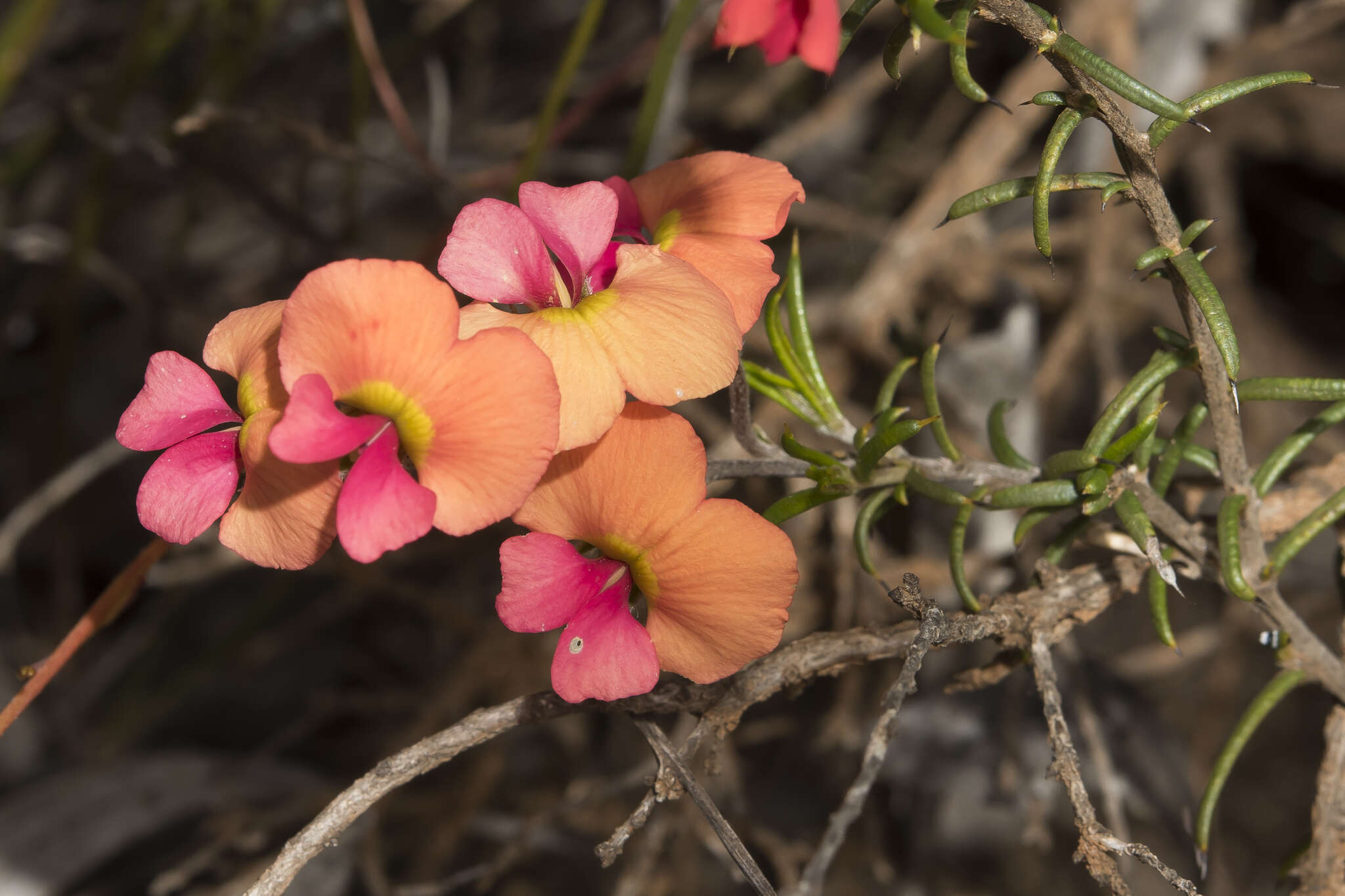 Image of Chorizema aciculare (DC.) A. W. Hill