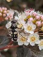 صورة Sericomyia lata (Cqouillett 1907)