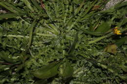 Image of Hyoseris scabra L.