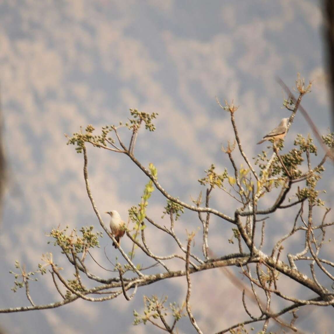 Image of Malabar Starling