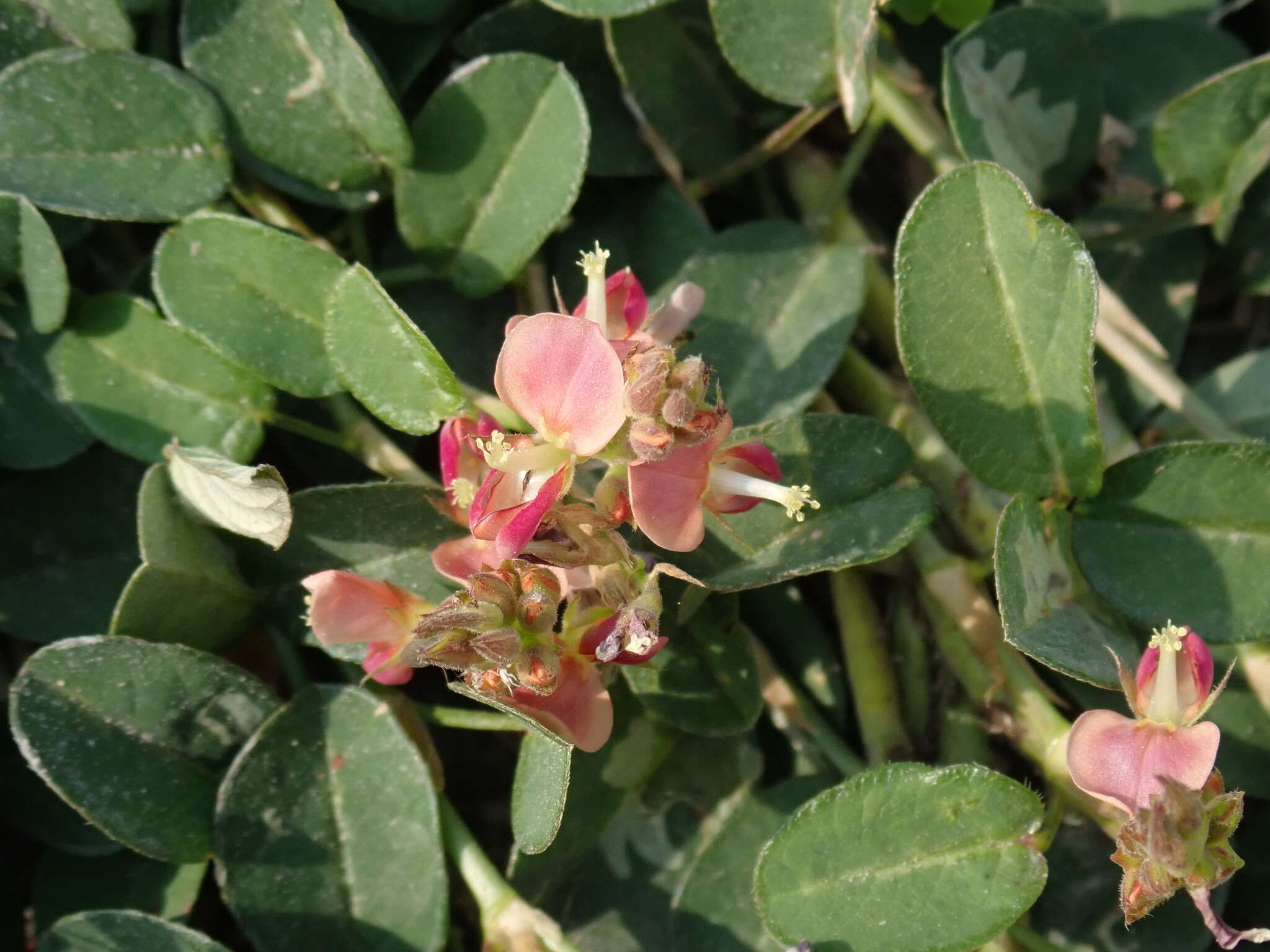 Plancia ëd Alysicarpus vaginalis var. vaginalis