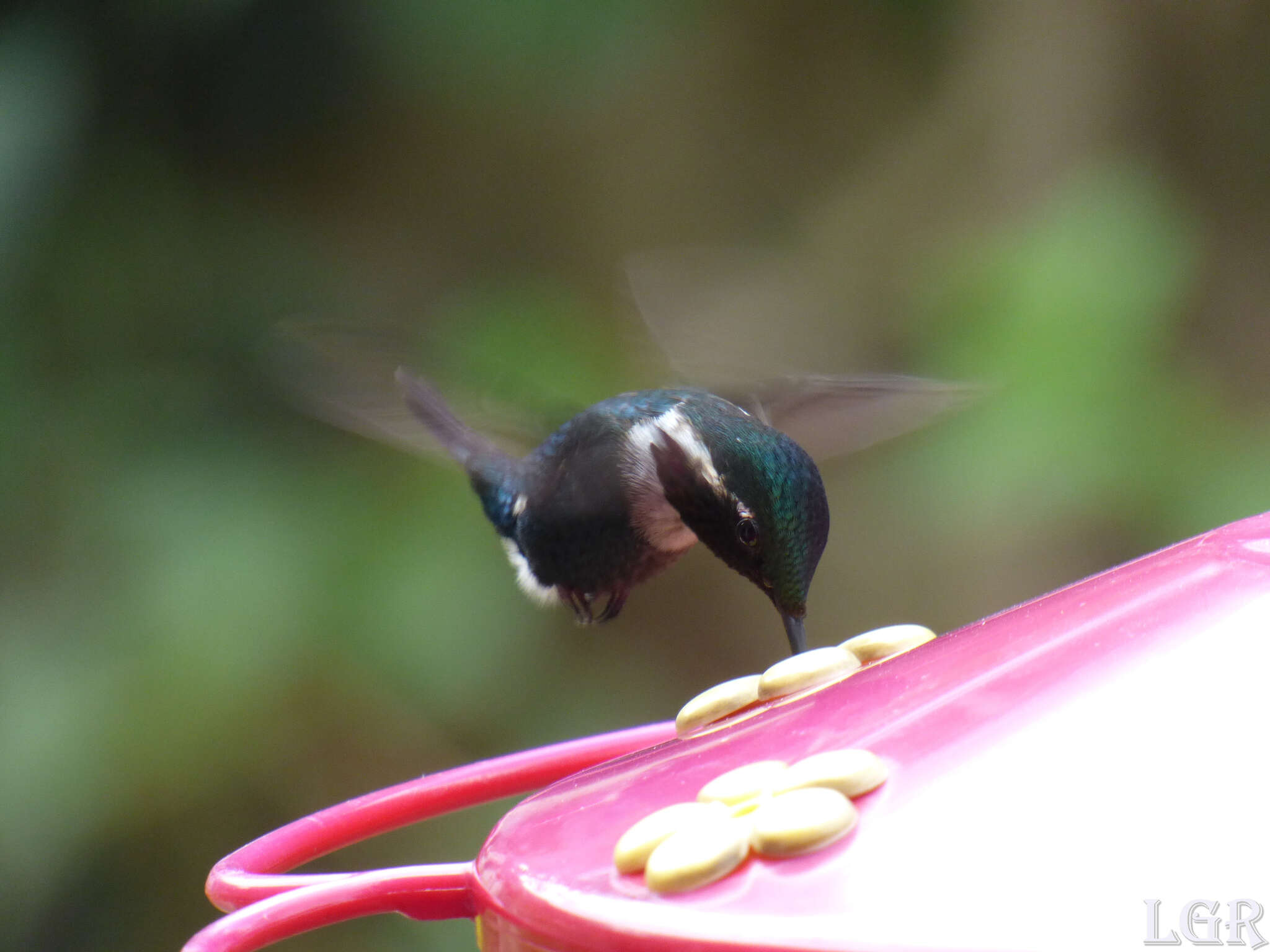 صورة Chaetocercus heliodor (Bourcier 1840)